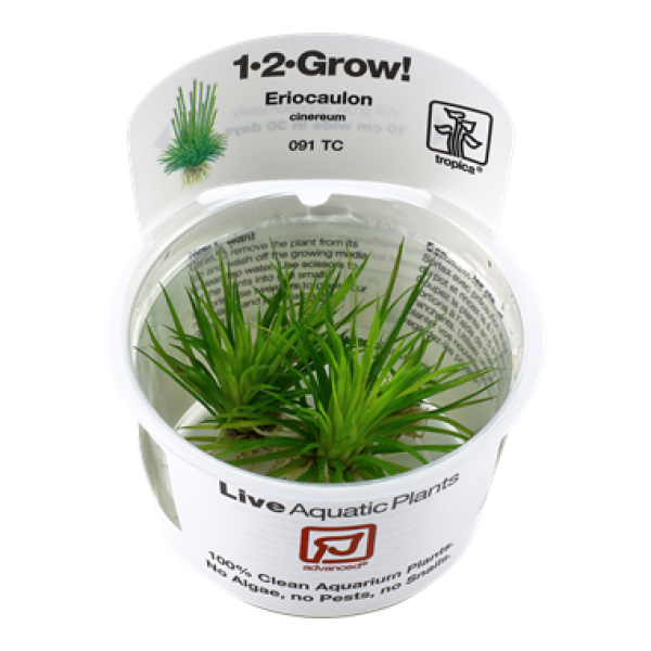 Eriocaulon cinereum/ 1-2-Grow!